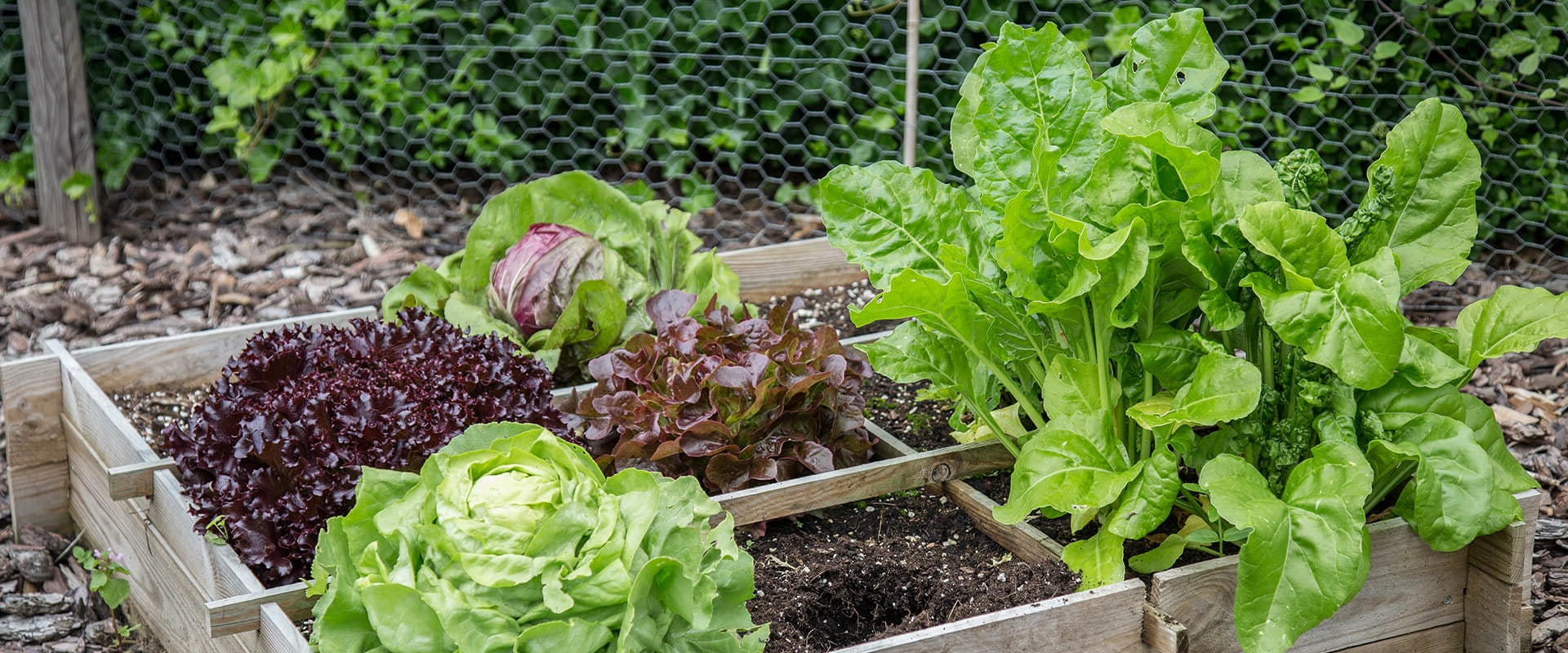 Image showcasing Growing Vegetables in Small Spaces: The Ultimate Guide